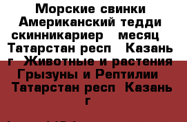 Морские свинки Американский тедди скинникариер 1 месяц - Татарстан респ., Казань г. Животные и растения » Грызуны и Рептилии   . Татарстан респ.,Казань г.